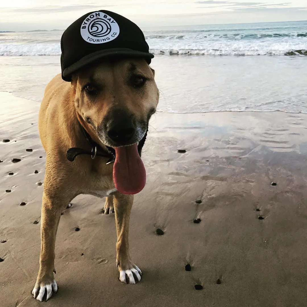 Byron Bay Touring Co. — dog mascot illustration