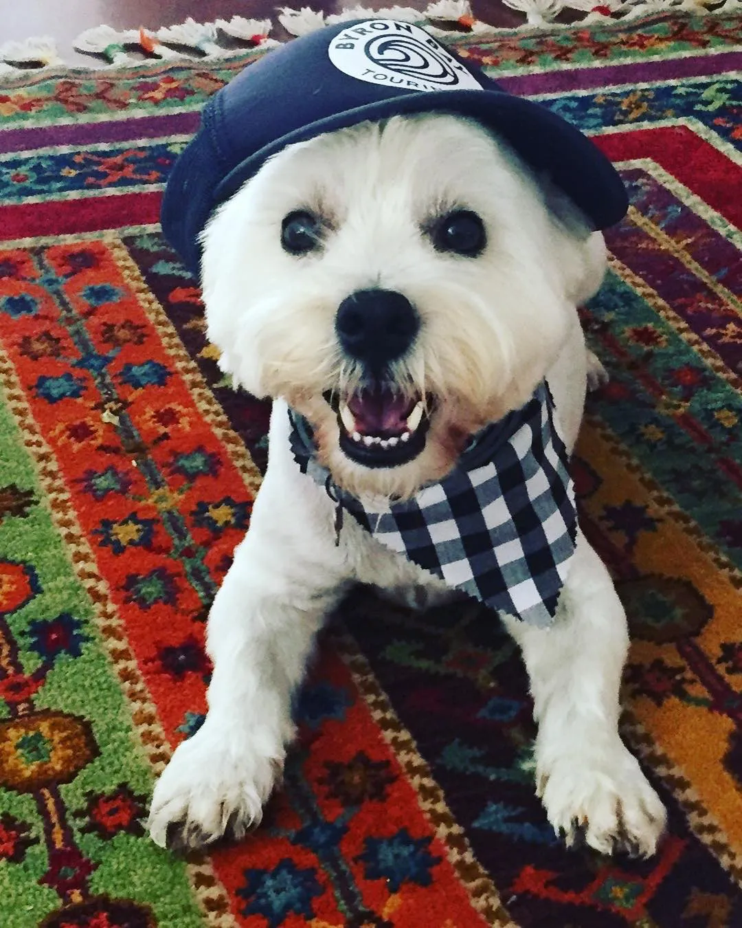 Byron Bay Touring Co. — dog mascot illustration variant